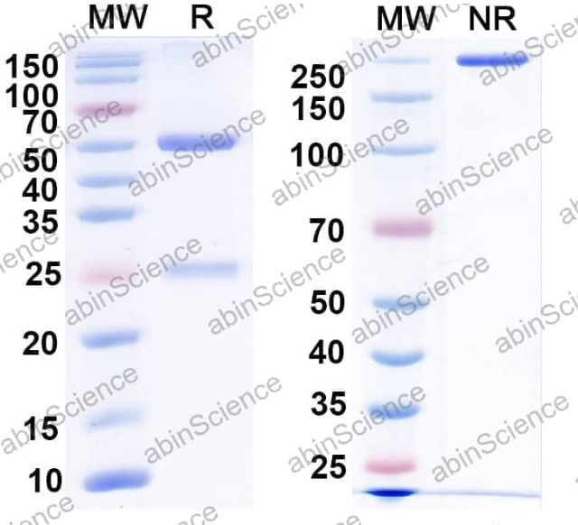 Abinscience InVivoMAb Anti-Mouse MSLN/Mesothelin Antibody (Ab237) (MC496010-50ug)