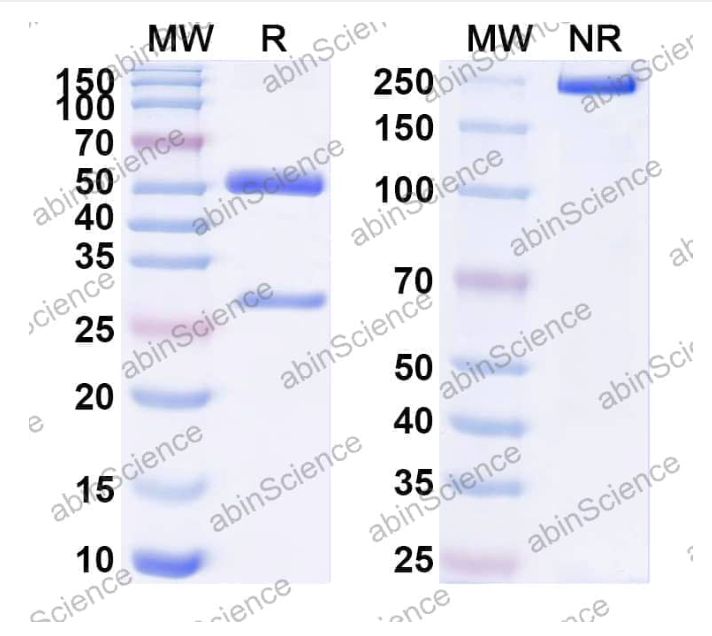 Abinscience InVivoMAb Anti-Mouse SIRP alpha/CD172a Antibody (Iv0259) (MX892020-50ug)