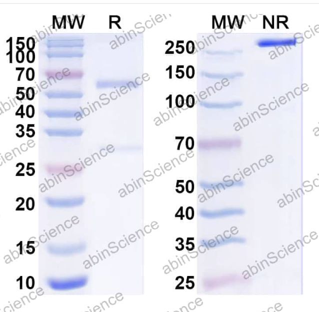 Abinscience InVivoMAb Anti-Mouse PD-L1/B7-H1&CD28 Antibody (Iv0245) (MY422010-50ug)