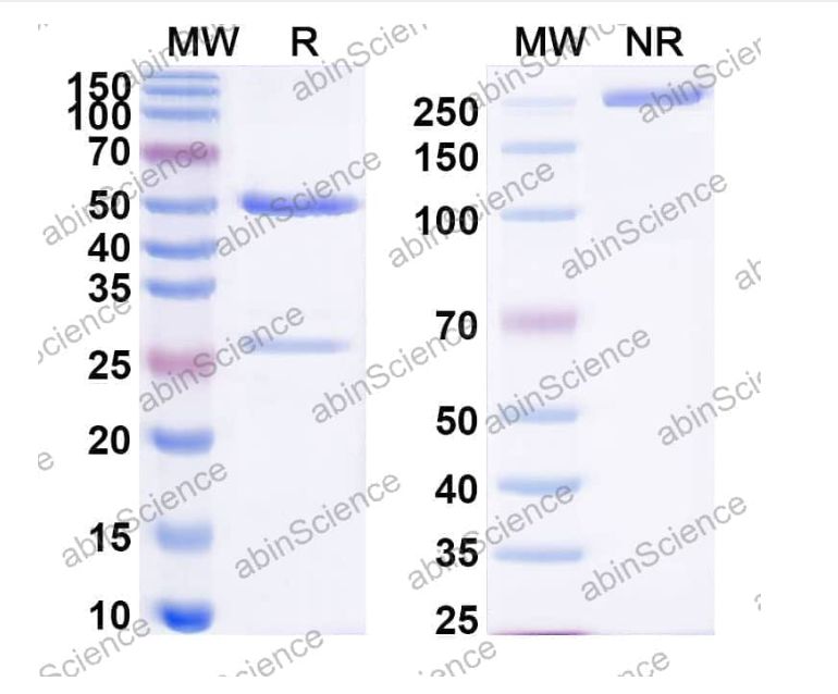 Abinscience InVivoMAb Anti-Mouse VISTA/B7-H5/PD-1H&PD-L1/B7-H1 Antibody (Iv0246) (MP543010-1mg)