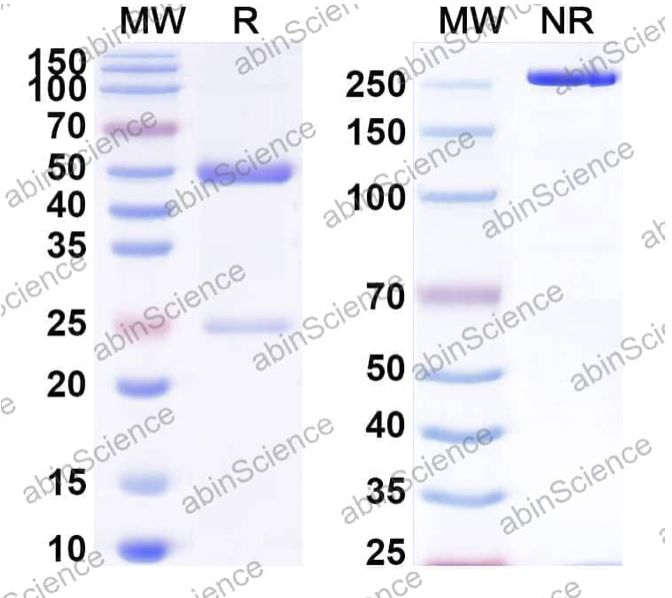 Abinscience InVivoMAb Anti-Human E-cadherin/Cadherin-11 Antibody (23C6) (HY460010-100ug)