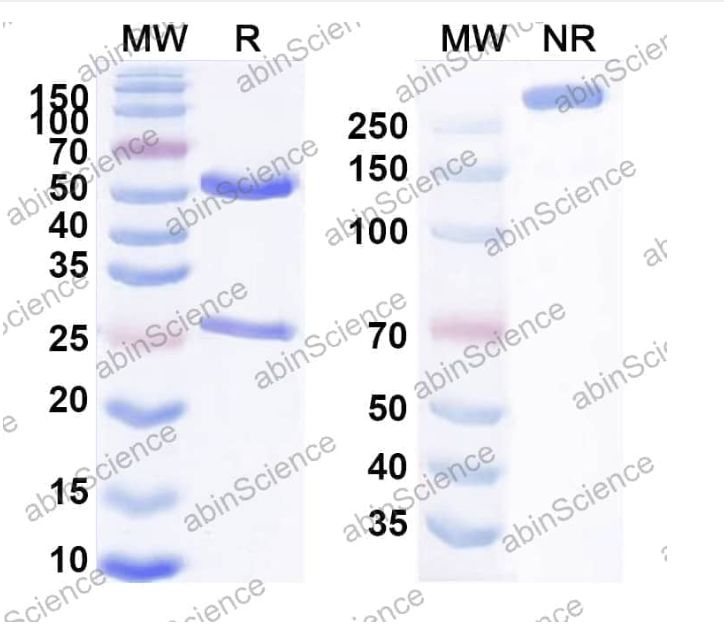 Abinscience InVivoMAb Anti-Human Wnt-2 Antibody (Iv0251) (HY144010-50ug)