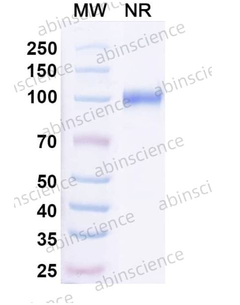 Abinscience InVivoMAb Anti-Mouse CD254/RANKL Antibody (7C6) [7C6] (MT439010-50ug)