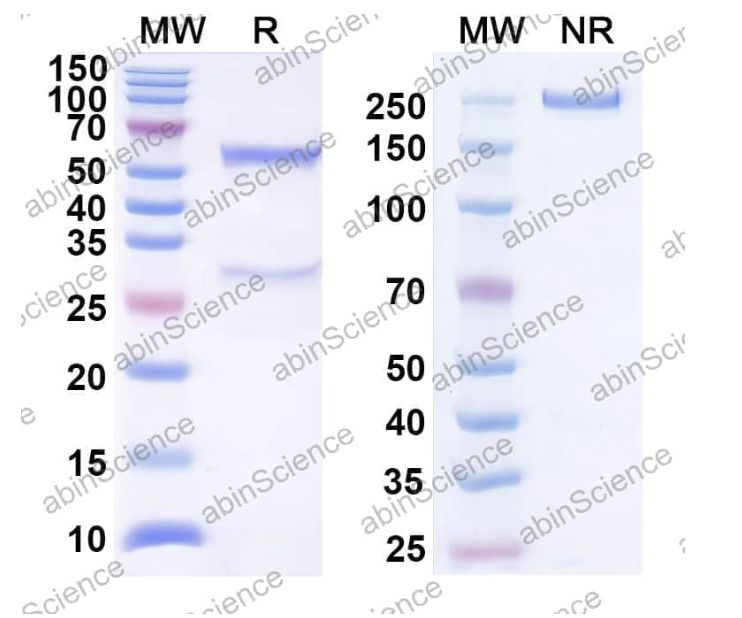 Abinscience InVivoMAb Anti-Mouse PD-L1 Antibody (10F.9G2) (MV974050-1mg)