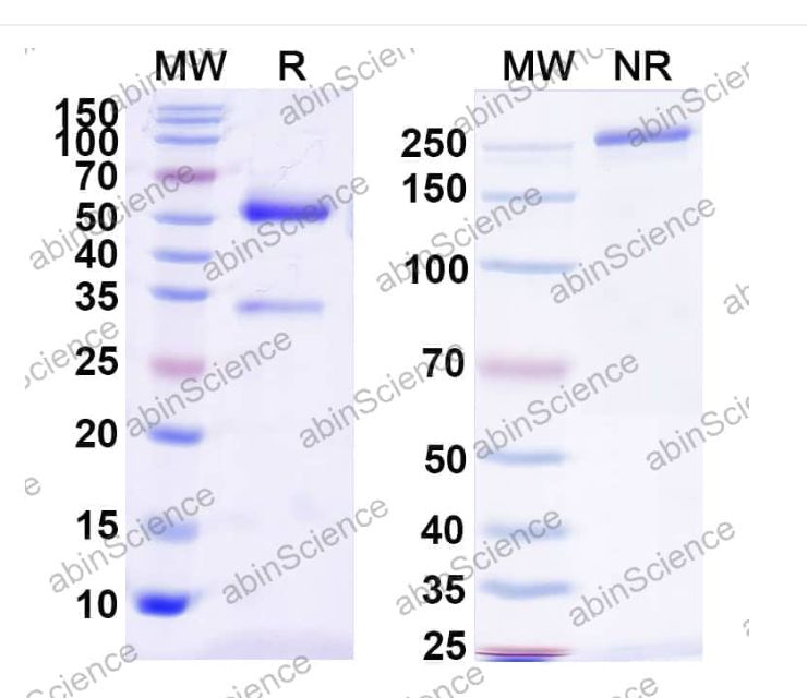 Abinscience InVivoMAb Anti-Human, Canine, Rabbit aPC/Activated protein C Antibody (C7I7) (HY476010-50ug)
