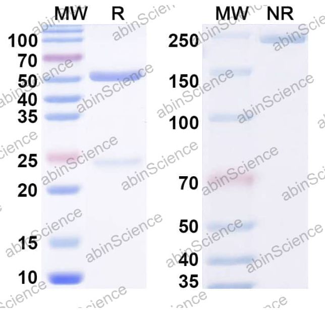 Abinscience InVivoMAb Anti-Human, Mouse, Canine aPC/Activated protein C Antibody (T46J23) (HY476030-50ug)