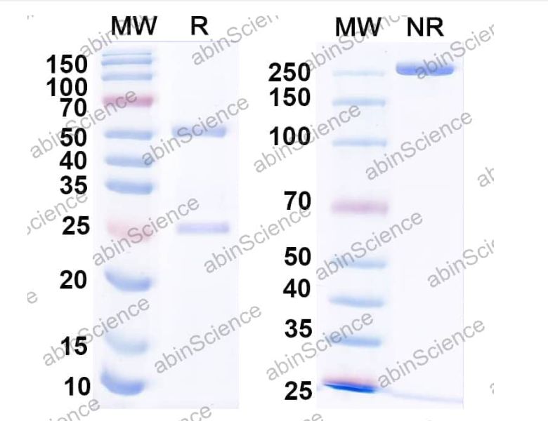 Abinscience InVivoMAb Anti-Mouse CCR8 Antibody (Iv0255) (MW444010-50ug)