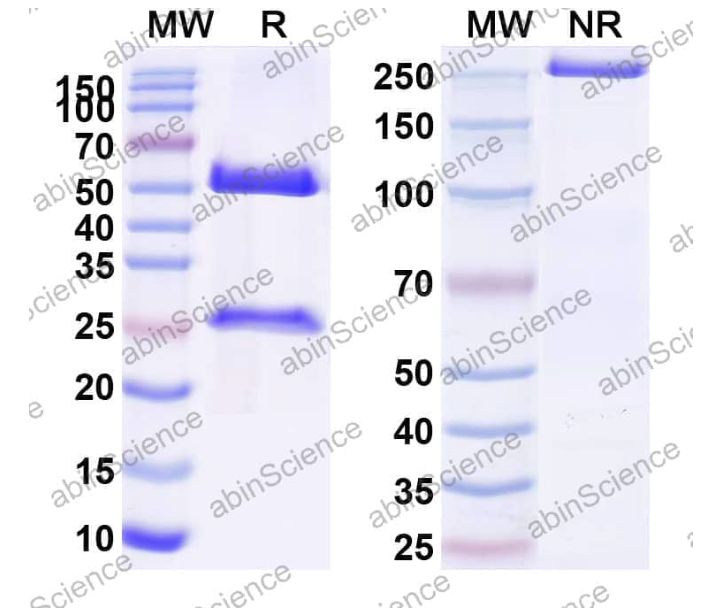 Abinscience InVivoMAb Anti-Mouse OX40/TNFRSF4 & PD-L1 Antibody (Iv0244) (MW342010-100ug)