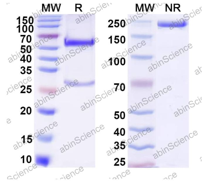 Abinscience InVivoMAb Anti-Mouse IL-17A Antibody (17F3) (MS856020-50ug)