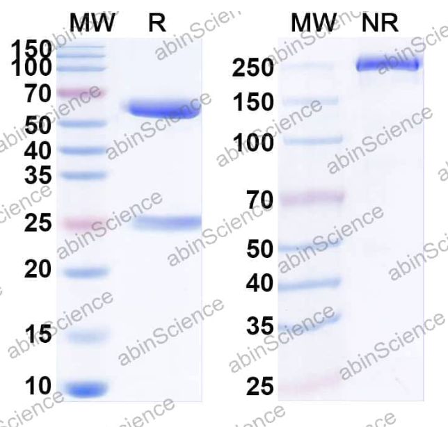 Abinscience InVivoMAb Anti-Rat CD198/CCR8 Antibody (Iv0256) (RW444010-100ug)