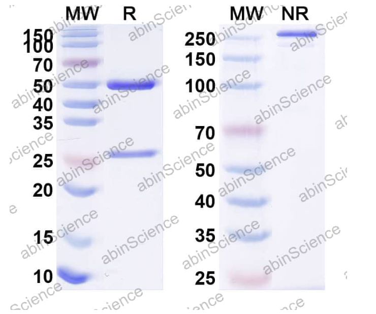 Abinscience InVivoMAb Anti-Mouse PD-L1 & CD47 Antibody (Iv0243) (MC359010-50ug)