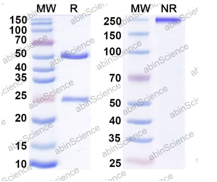 Abinscience InVivoMAb Anti-Mouse NKG2D/CD314&CD3 epsilon Antibody (Iv0248) (MB123010-100ug)