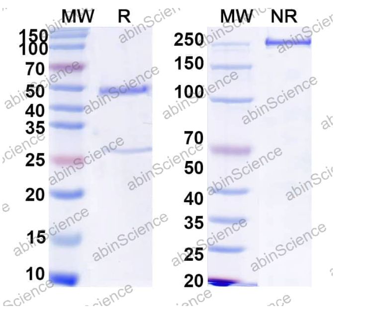 Abinscience InVivoMAb Anti-Mouse TIGIT Antibody (4D4) (MS739030-1mg)