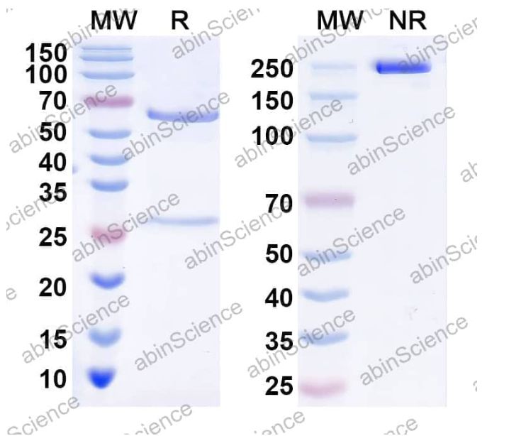 Abinscience InVivoMAb Anti-Fluorescein & CD3 epsilon Antibody (Iv0233) (MY057010-50ug)
