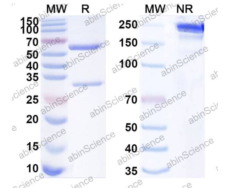 Abinscience InVivoMAb Anti-Mouse PD-1 & TIGIT Antibody (Iv0247) (MS739010-1mg)