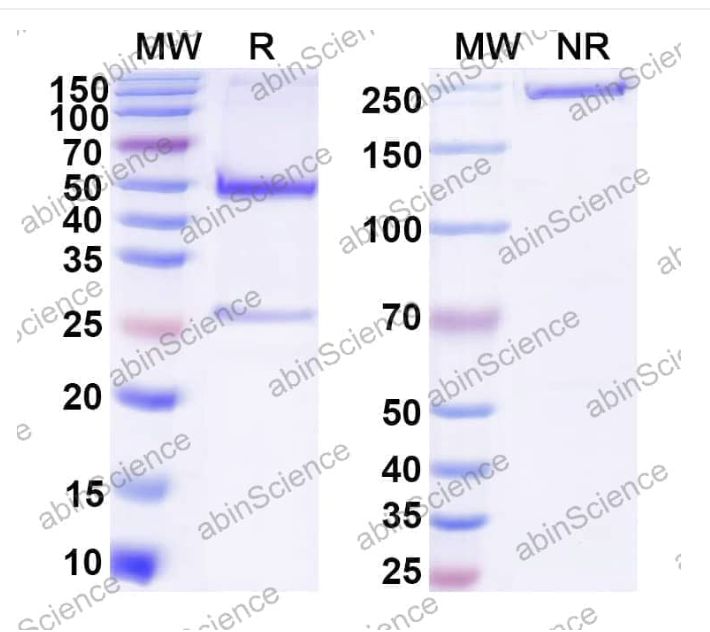 Abinscience InVivoMAb Anti-Mouse TIGIT Antibody (1B4) (MS739020-100ug)