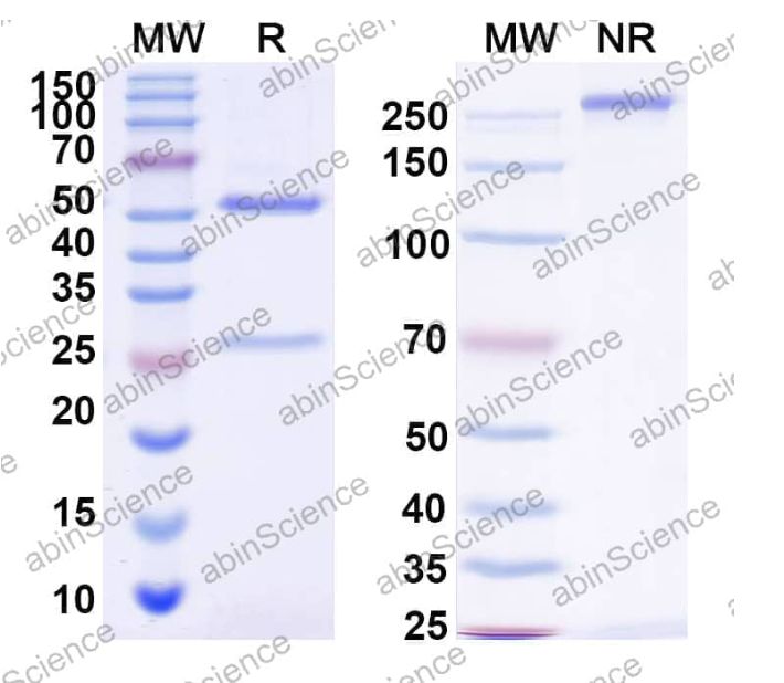 Abinscience InVivoMAb Anti-Human Cadherin-17 Antibody (10C12) (HC546010-1mg)
