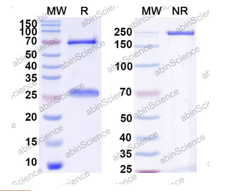 Abinscience InVivoMAb Anti-Human Fc gamma RIIIA/CD16a Antibody (LNK16) (HY386040-1mg)