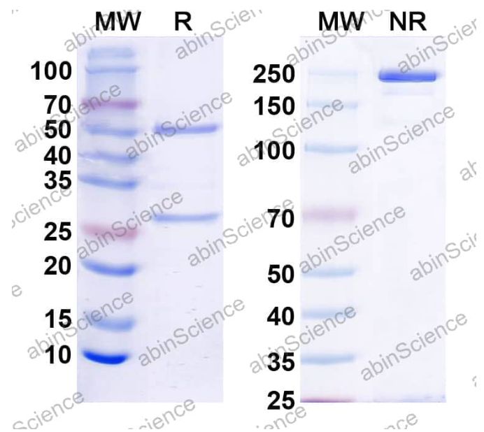 Abinscience InVivoMAb Anti-Human BMP-4 Antibody (6H4) (HY569010-100ug)