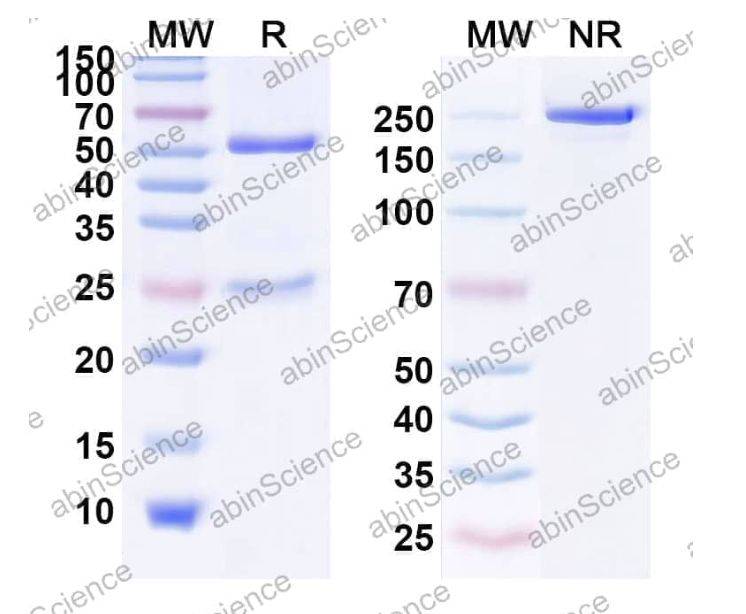 Abinscience InVivoMAb Anti-Fluorescein & mPD-L1 Bispecific Antibody (Iv0234) (MV974030-1mg)