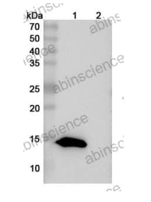 Abinscience InVivoMAb Anti-Mouse TIGIT Antibody (10A7) (MS739040-100ug)