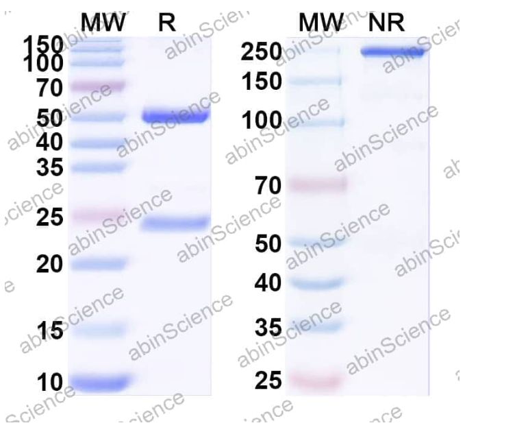 Abinscience InVivoMAb Anti-Fluorescein & CD47 Bispecific Antibody (Iv0235) (MC359020-50ug)