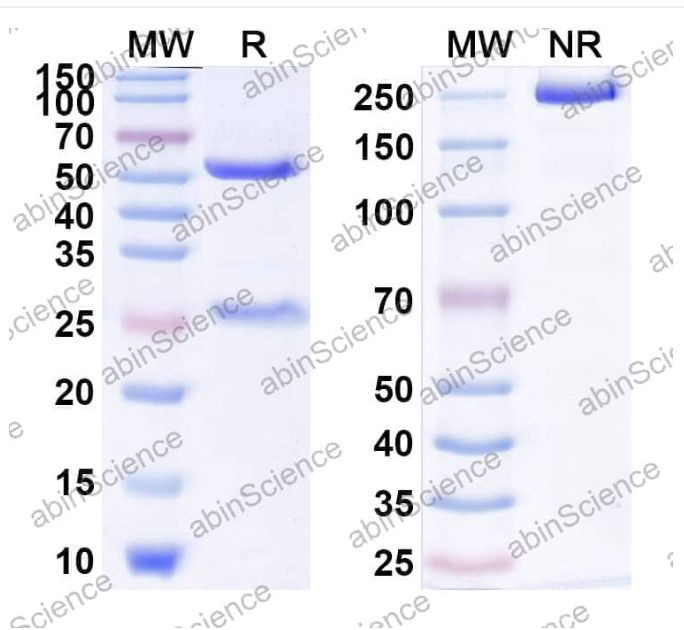 Abinscience InVivoMAb Anti-Human SSEA-4 Antibody (muMAb2) (HP856040-50ug)