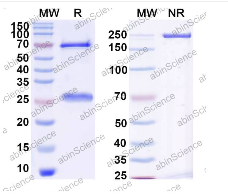 Abinscience InVivoMAb Anti-Human Fc gamma RIIIA/CD16a Antibody (CLB-Gran1) (HY386020-50ug)