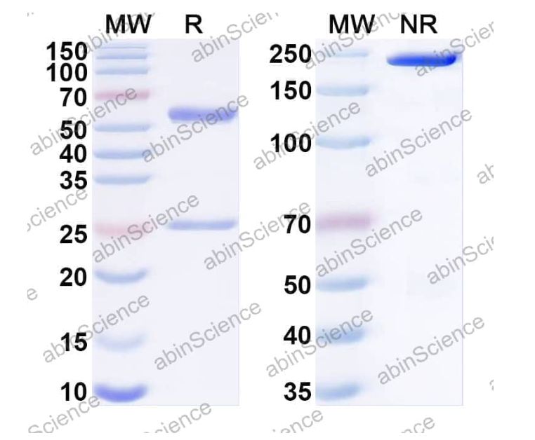 Abinscience InVivoMAb Anti-Human SSEA-4 Antibody (muMAb1) (HP856030-50ug)