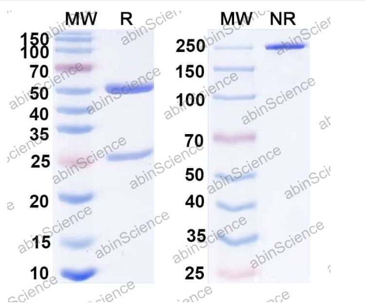 Abinscience InVivoMAb Anti-Mouse TYRP1&CD3 epsilon Antibody (Iv0236) (MW754010-1mg)