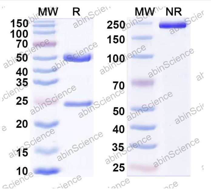 Abinscience InVivoMAb Anti-Mouse CD20 & CD3 epsilon Antibody (Iv0225) (MY257010-1mg)