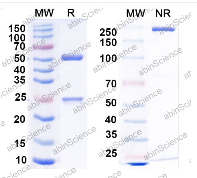Abinscience InVivoMAb Anti-Mouse CTLA-4 & OX40/TNFRSF4 Antibody (Iv0227) (MB651040-100ug)