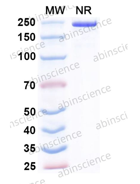 Abinscience InVivoMAb Anti-Human EGFR & Mouse CD3 epsilon Antibody (Iv0229) (HF004040-100ug)