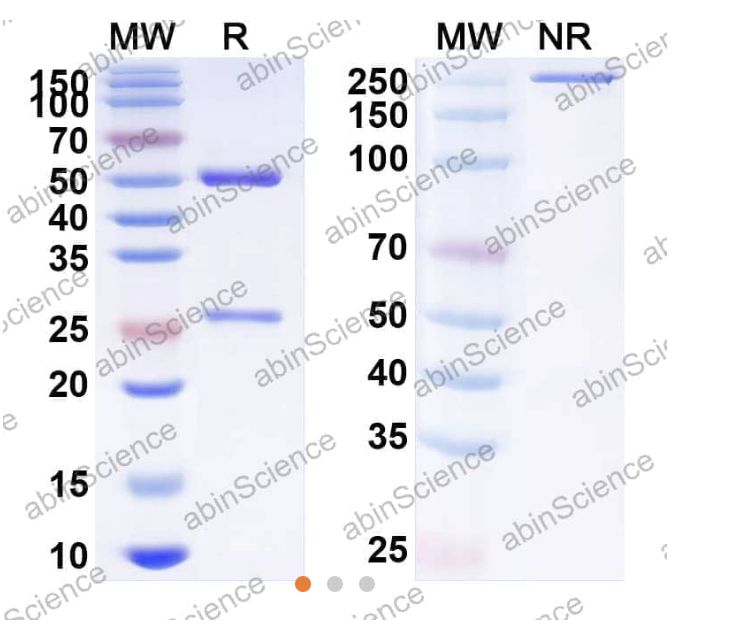 Abinscience InVivoMAb Anti-Mouse PD-L1 & CTLA-4 Antibody (Iv0226) (MB651030-50ug)