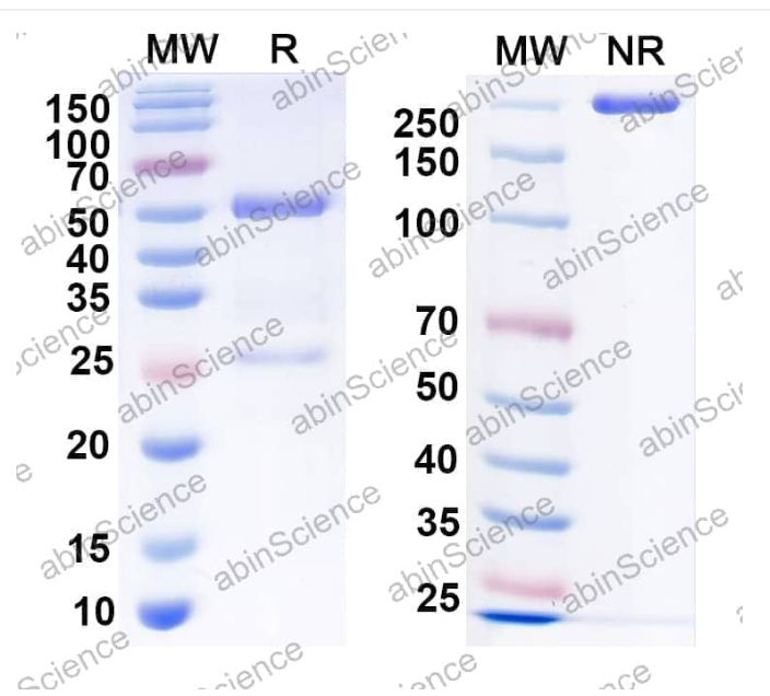 Abinscience InVivoMAb Anti-Human ErbB2/Her2 & mouse CD3 epsilon Antibody (Iv0230) (HY286020-1mg)