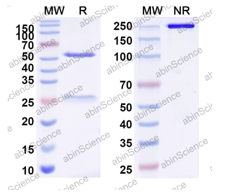 Abinscience InVivoMAb Anti-Mouse F4/80&CD3 epsilon Antibody (Iv0232) (MC268010-100ug)
