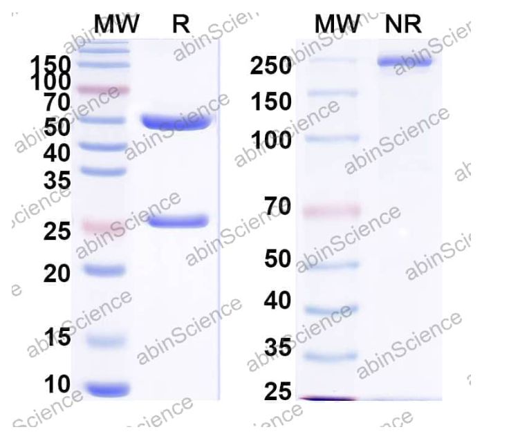 Abinscience InVivoMAb Anti-Human EGFR & Mouse CD3 epsilon Antibody (Iv0228) (HF004030-100ug)