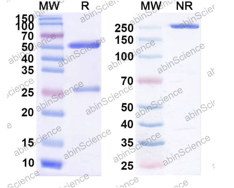 Abinscience InVivoMAb Anti-Human Factor VIII Antibody (RHD5) (HF987060-50ug)
