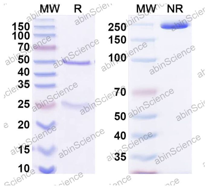 Abinscience InVivoMAb Anti-Mouse TYRP1&CD47 Antibody (Iv0237) (MW754020-100ug)