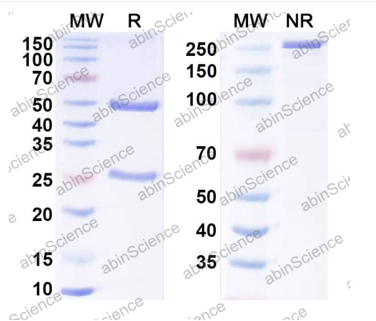 Abinscience InVivoMAb Anti-Mouse TYRP1&OX40 Antibody (Iv0238) (MW754030-50ug)