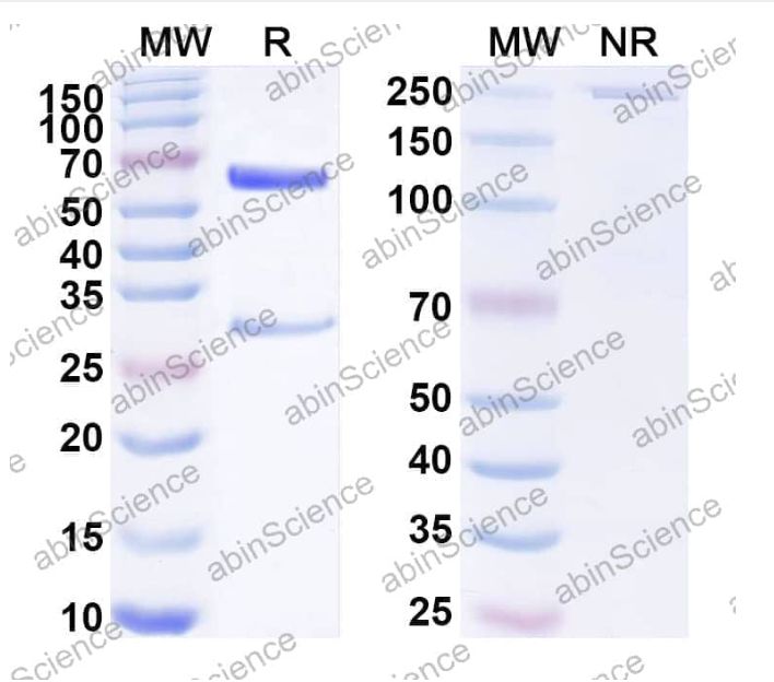 Abinscience InVivoMAb Anti-Mouse CD200&CD47 Antibody (Iv0239) (MW741010-100ug)