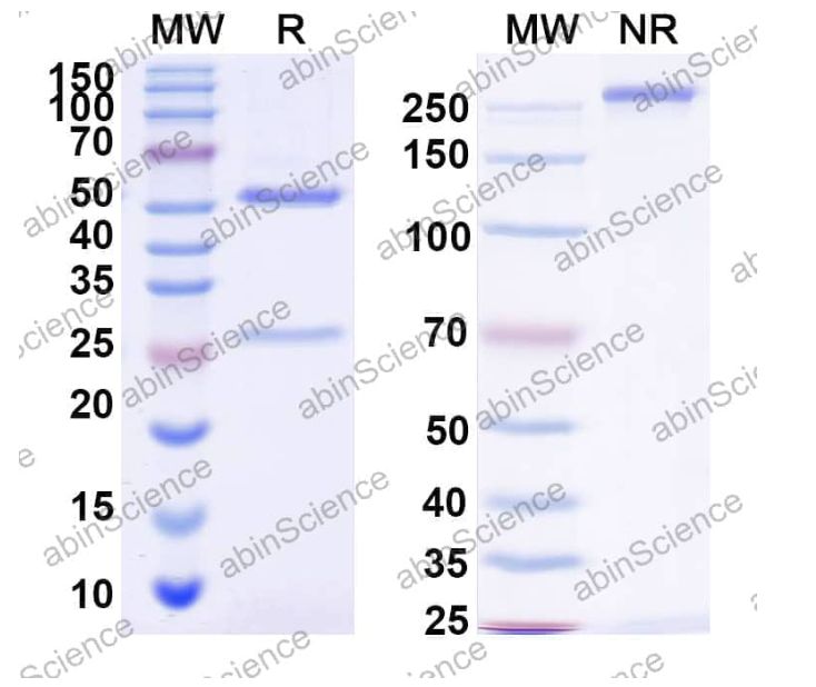 Abinscience InVivoMAb Anti-Mouse CTLA-4 Antibody (9H10) (MB651020-1mg)