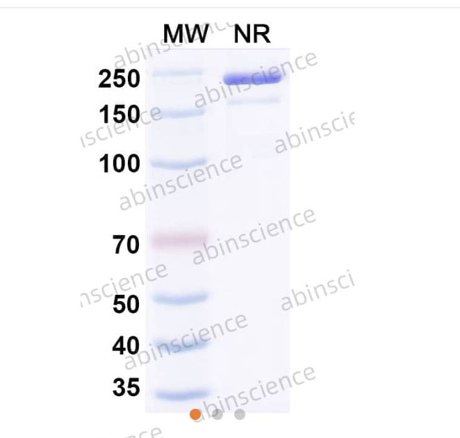 Abinscience InVivoMAb Anti-Mouse PD-L1 & CD3 epsilon Antibody (Iv0242) (MV974040-100ug)