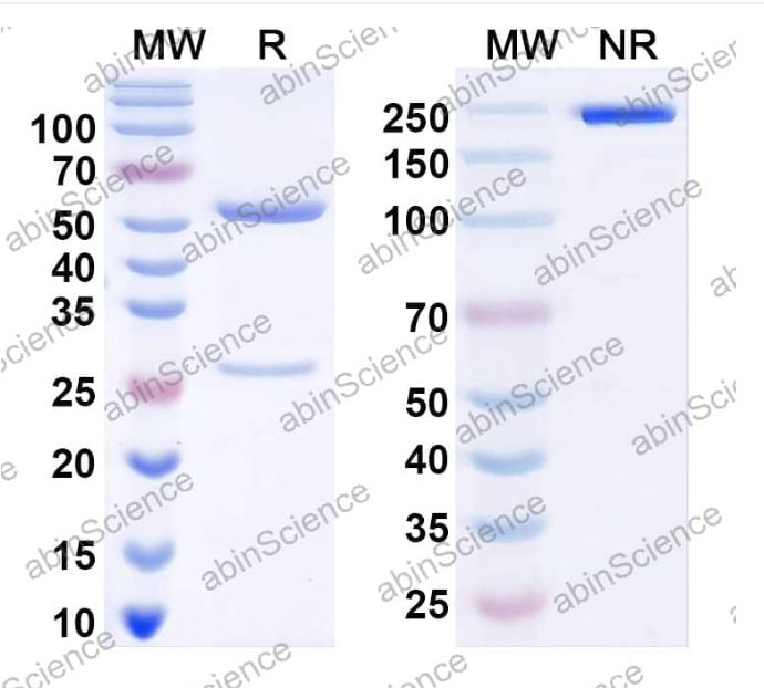 Abinscience InVivoMAb Anti-Globo H Antibody (OBI-888) (YP644030-100ug)