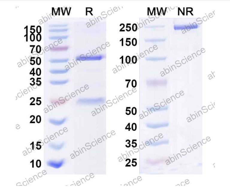 Abinscience InVivoMAb Anti-Mouse PD-1 & CD47 Antibody (Iv0241) (MC359030-100ug)