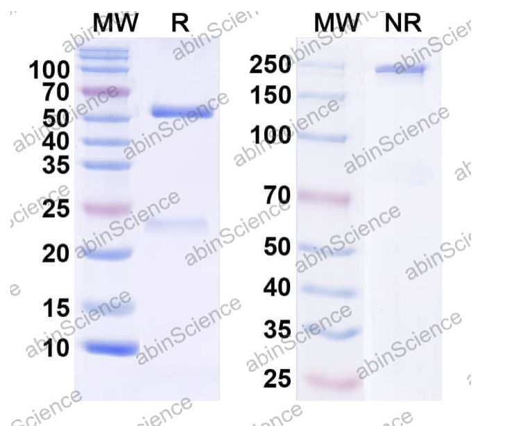Abinscience InVivoMAb Anti-Human PD-1 Antibody (Iv0209) (HS870020-50ug)