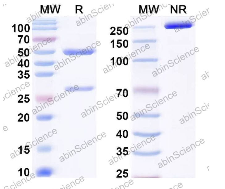 Abinscience InVivoMAb Anti-Mouse PD-1 & PD-L1 Antibody (Iv0240) (MS870040-1mg)