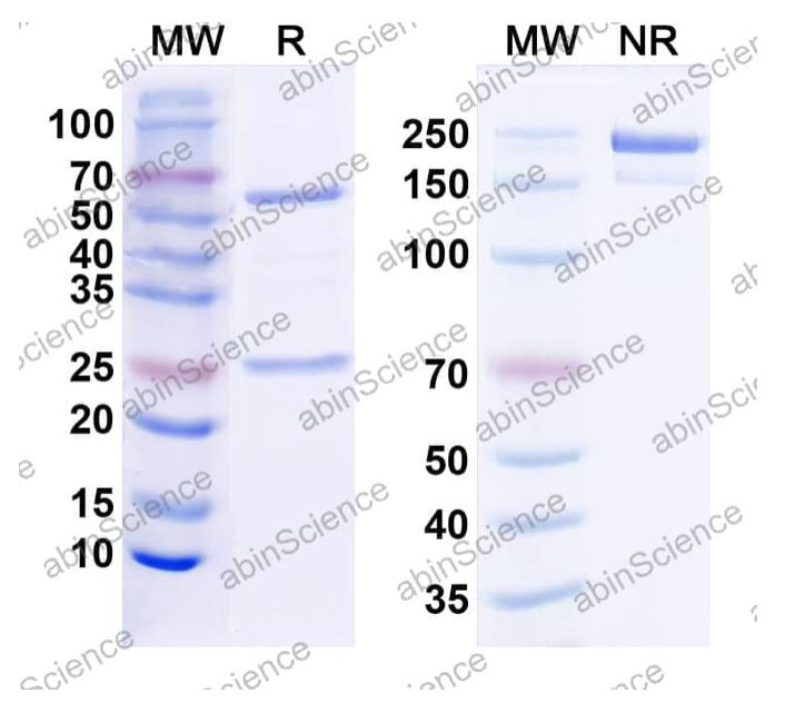 Abinscience InVivoMAb Anti-Mouse PD-1 Antibody (RMP1-14) (MS870030-50ug)