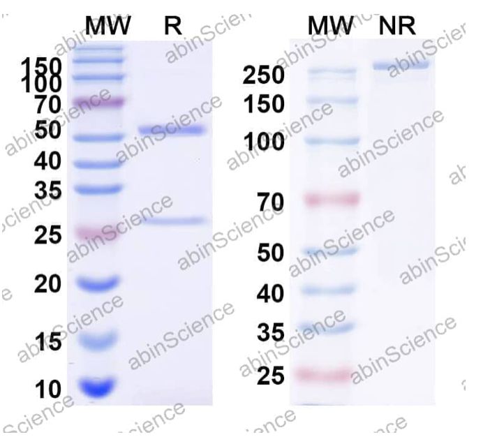 InVivoMAb Anti-Human SSEA-4 Antibody (OB1-898) (YP856010-1mg)
