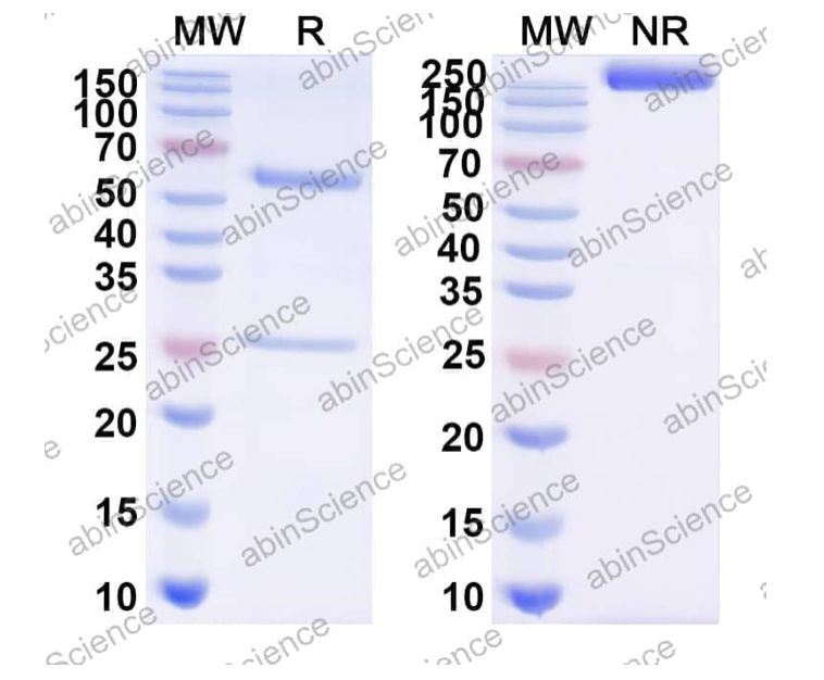 Abinscience InVivoMAb Anti-Pseudorabies Virus/PRV gB/Envelope glycoprotein B Antibody (7B11) (VK597020-50ug)